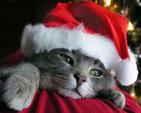 Christmas kitty - christmas, cute, cat