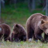 Bear Family