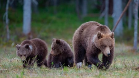 Bear Family - animal, nature, family, bear