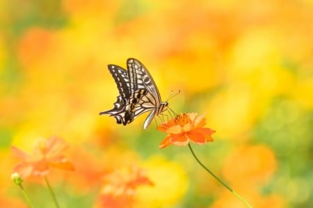 Butterfly - animal, insect, nature, butterfly