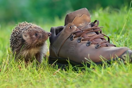 hedgehog boot - boot, grass, nature, hedgehog