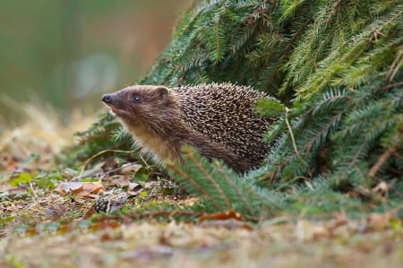 hedgehog in the spruce branches - nature, spruce, twigs, hedgehog