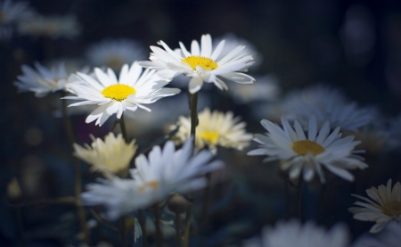 Daisy - flower, Daisy, nature, tree