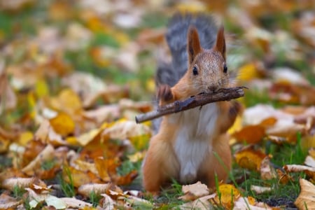 autumn squirrel - nature, autumn, squirrel, rodent, leaves, animal, stick, foliage