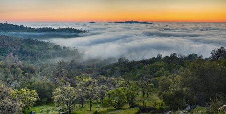 Forest - Forest, nature, fog, mist