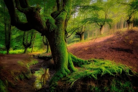 Forest - sky, tree, forest, nature