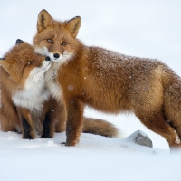 Fox