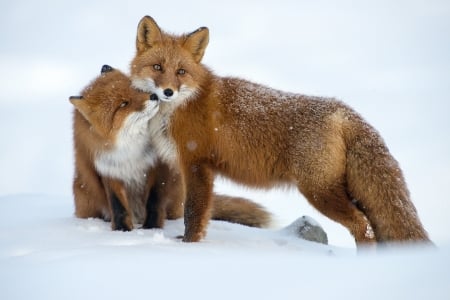 Fox - animal, nature, snow, fox