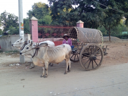 taxi burma - taxi, cart, ox, burma