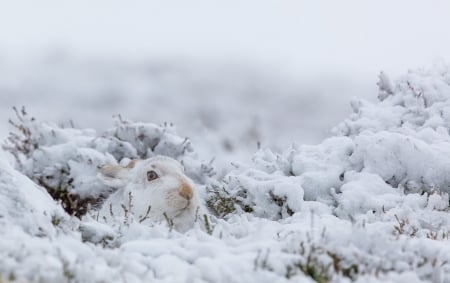 Rabbit - rabbit, animal, nature, snow