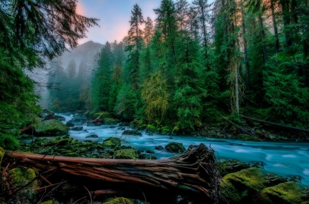 River - nature, tree, woods, river