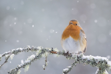 Robin - animal, nature, bird, robin