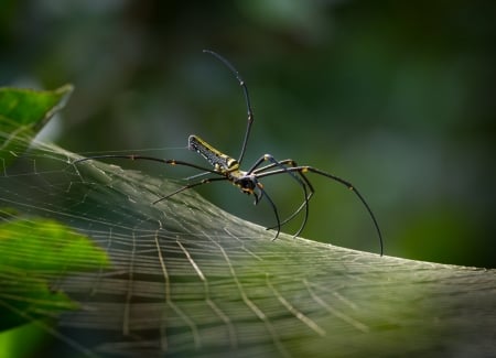 Spider - Spider, web, animal, leaf