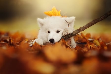 dog with a leaf - branch, animal, nature, autumn, dog, puppy