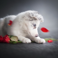 dog with roses