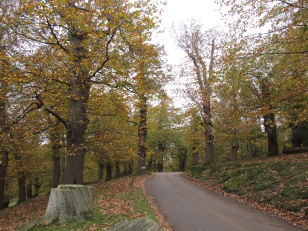 Autumnal Roadway - Trees, Parkland, Forest, Autumnal, Sevenoaks, Knole