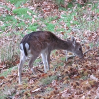 Fallow Deer