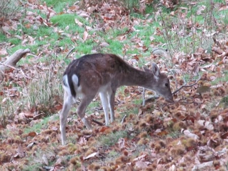 Fallow Deer - sevenoaks, knole, animals, parkland, deer