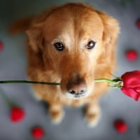 retriever with a rose