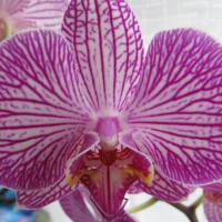 Beautiful Orchid