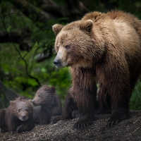 bear family