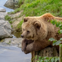 a bear on a stump