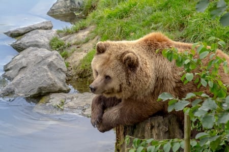 a bear on a stump - branches, predator, stump, bear, water, nature, leaves, animal, stones, grass, pond