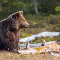 a bear in the clearing