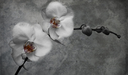 Orchid - white, orchid, flower, nature