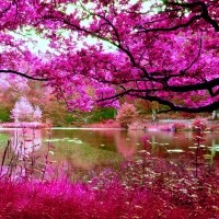 Pink foliage on trees by a river