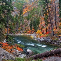 Log across a river in autumn