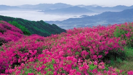 Bright Pink Flowers in the Mountains - flowers, nature, mountains, pink, sky