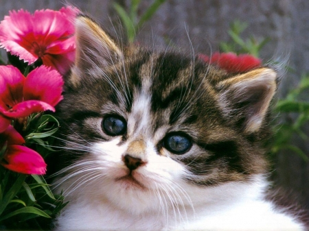 Cute Fluffy Kitten - fluffy, flowers, animal, kitten, eyes, cat