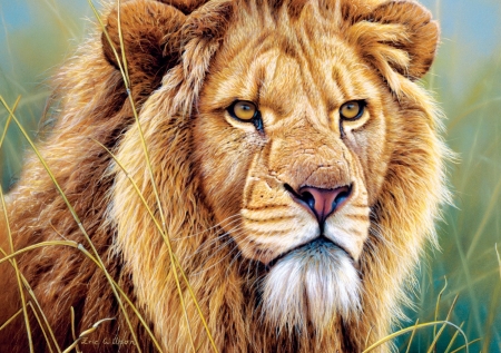 Lion - lion, cat, leu, big, animal, pisica