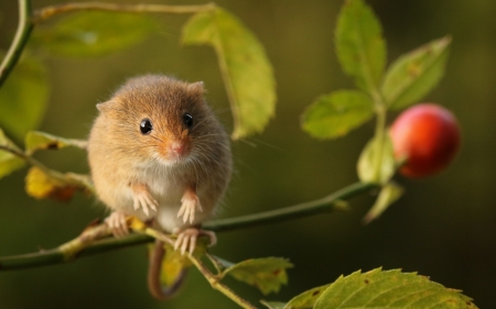 Mouse - rodent, animal, green, harvest, berry, fruit, cute, mouse