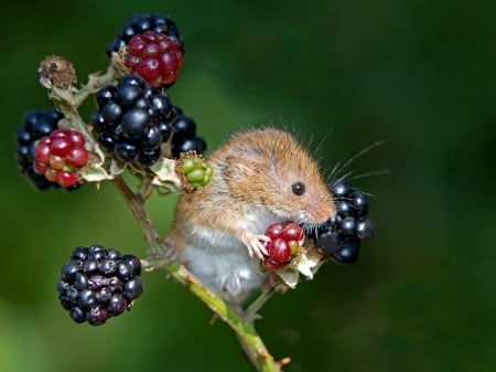 Mouse - harvest, berry, mouse, rodent, animal, red, green, fruit, cute