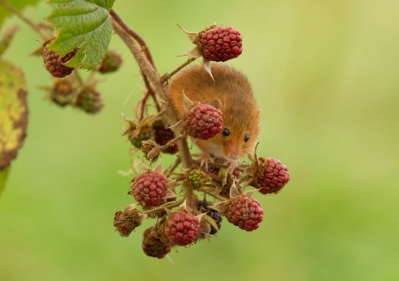 Mouse - harvest, berry, mouse, rodent, animal, red, green, raspberry, fruit, cute