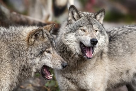 Wolves - lup, wolf, animal, couple