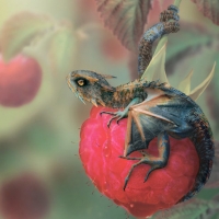 Berry dragon