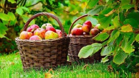 ready to eat - Apple, fruit, nature, tree