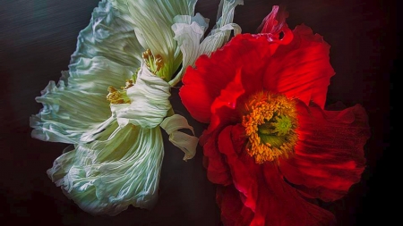 red on white - nature, colours, flower, red