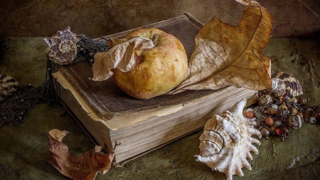 magic book - shells, leaf, book, brown