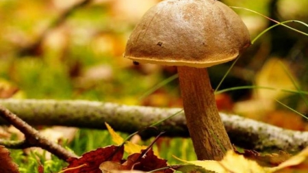 Mushroom - country, nature, toad, mushroom