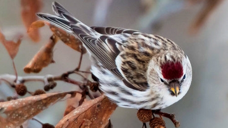 taking rest - Bird, animal, leaf, tree