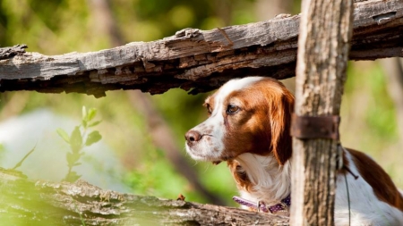 Dog watch - dog, animal, fence, nature