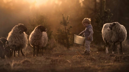 Together we are friends - animal, sheep, child, boy