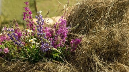 Hay of flowers - flowers, hay, field, country