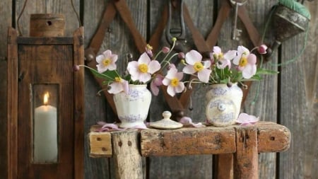 pots of flower - pots, white, flower, varse