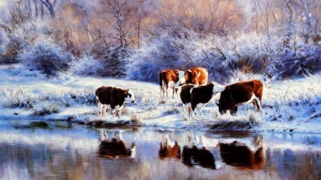 cows in the snow - winter, nature, cows, snow