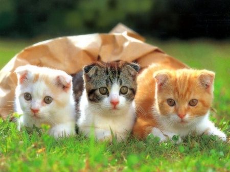 Three Smart Kittens - cat, kittens, animal, cute, ground